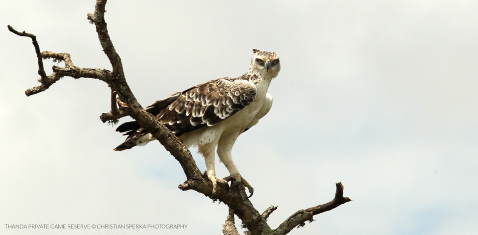 20150201 - CS2_1077 - T