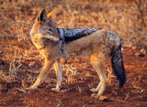 20120805 - CS1_1986 - E