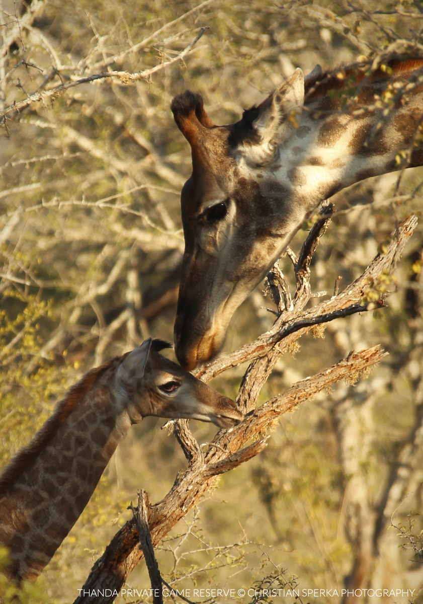 20150614 - CS2_0492 - T