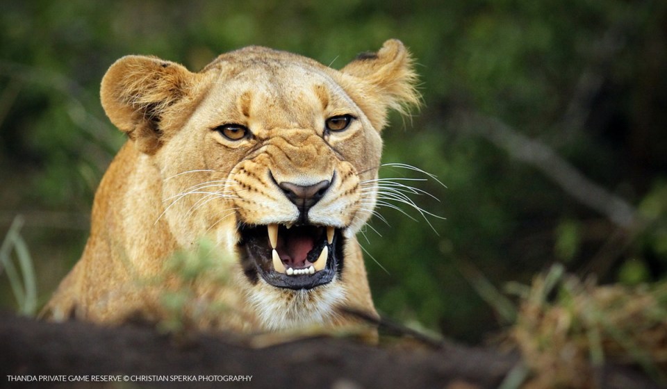 20150421 - CS3_5424 - T