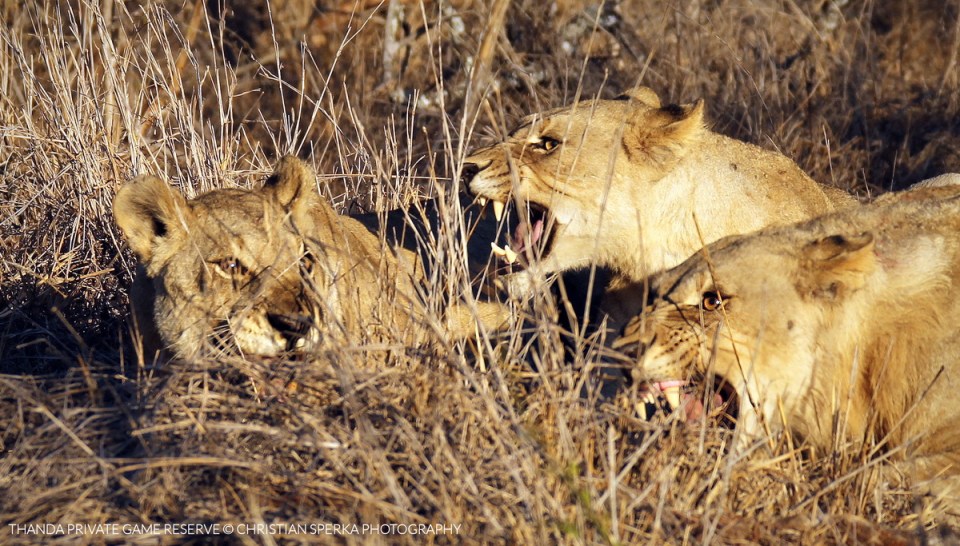 20150718 - CS3_7117 - T