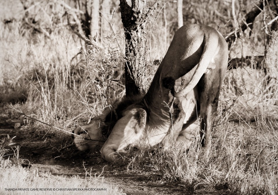 20150718 - CS3_7126 - T