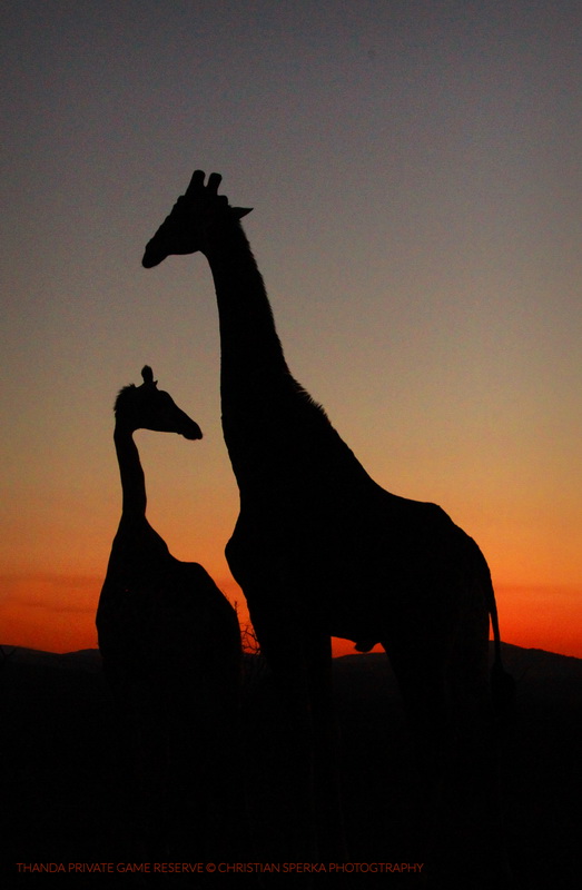 20150729 - CS3_8651 - T