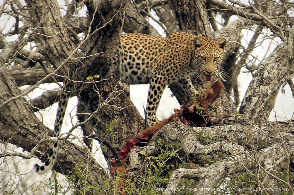 20150810 - CS3_0012 - T