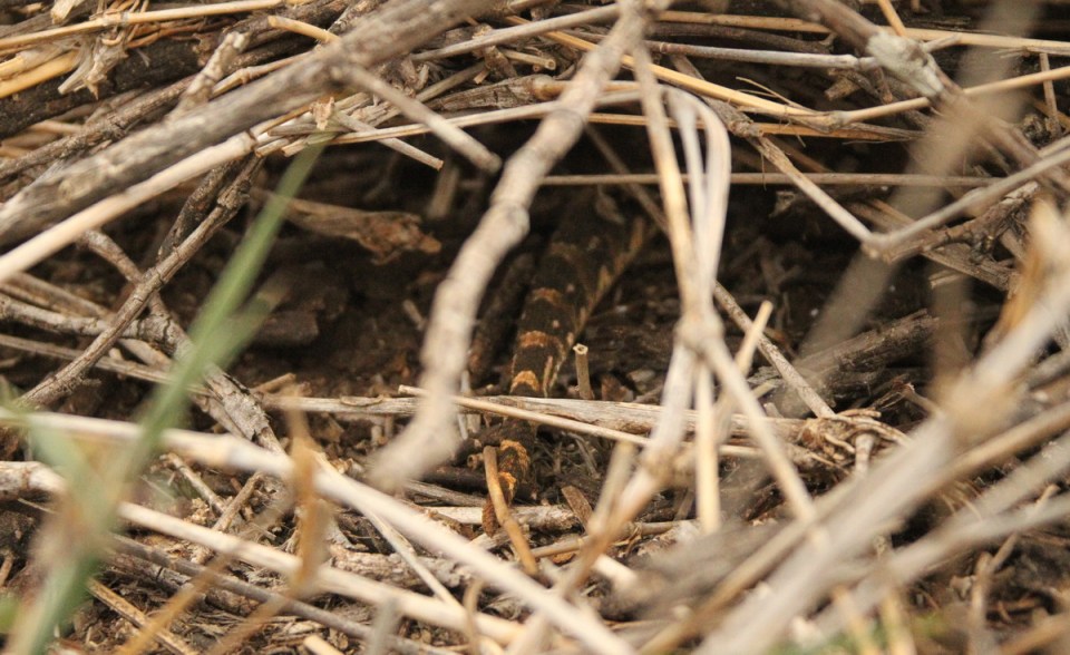 20150905 - CS1_0897 - E