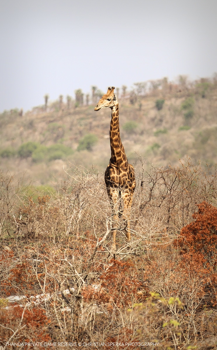 20151009 - CS3_0068 - T