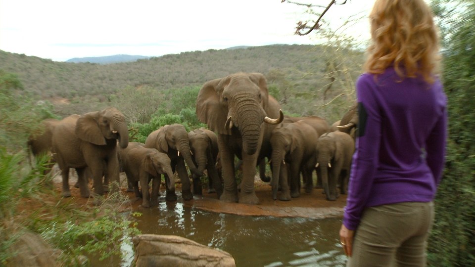 Linda Thanda Elephants