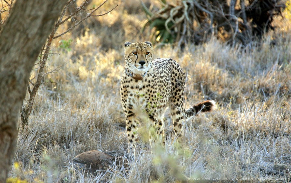 20151110 - CS2_4138 - T