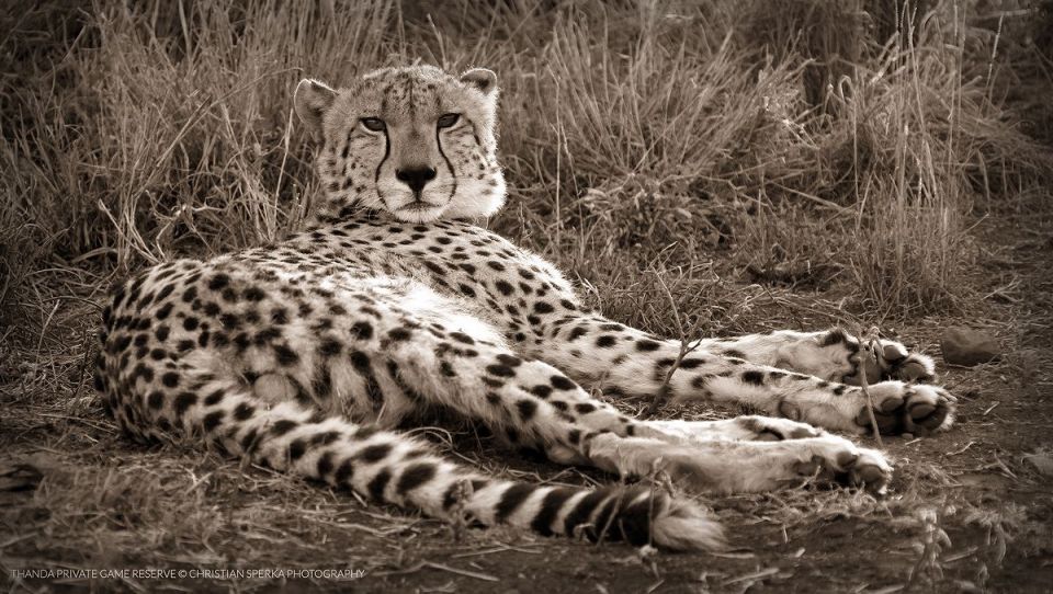 20151110 - CS2_4168 - T