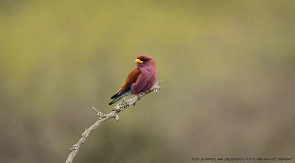 20151119 - CS1_4839 - T