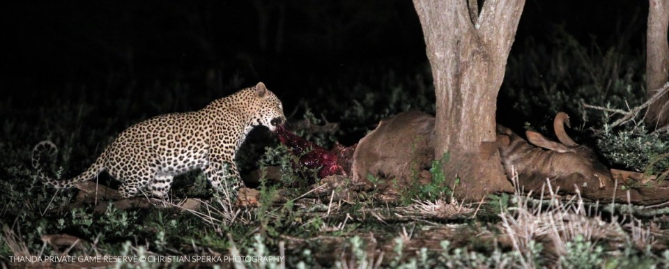 20151204 - CS2_7031 - T