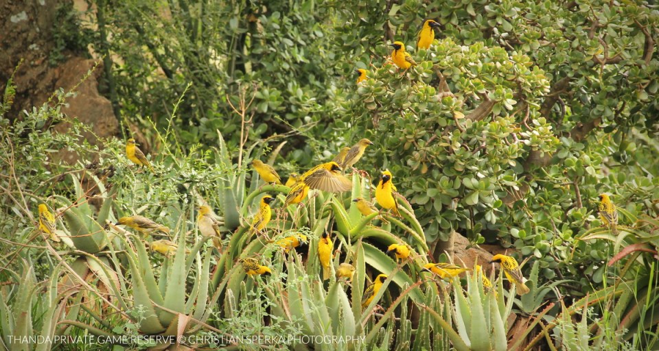 20151209 - CS2_7103 - E