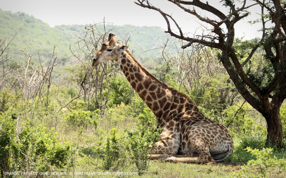 20151219 - CS2_8780 - T