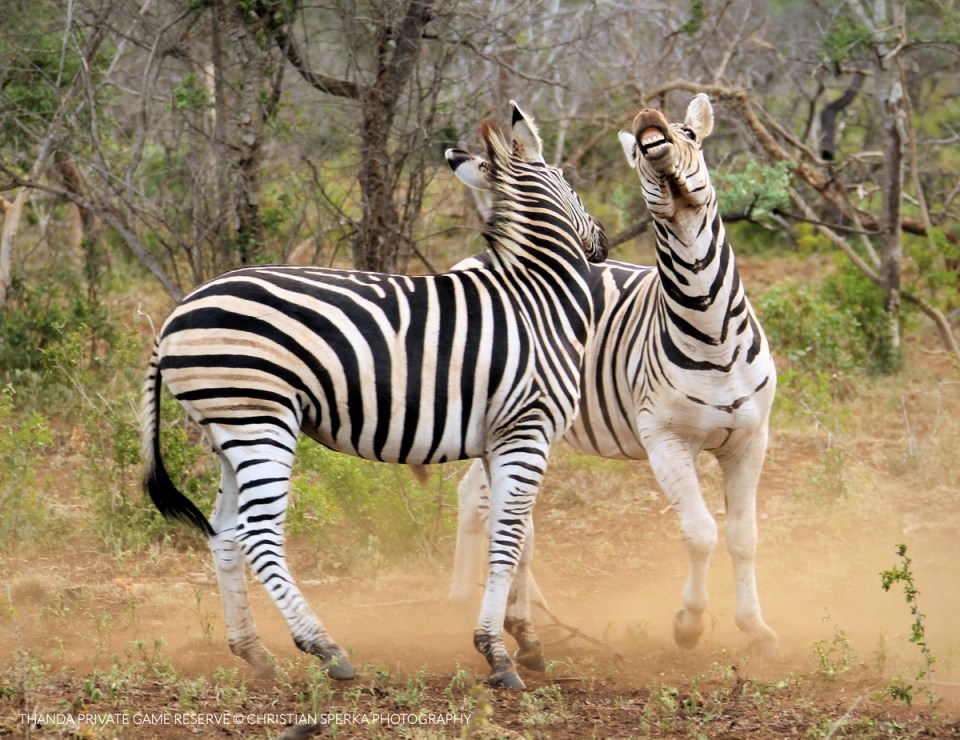 20160124 - CS2_4974 - C