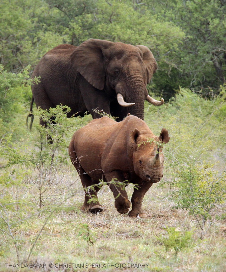 20160123 - CS2_4741 - T