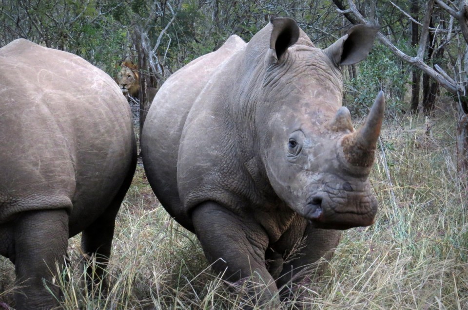 lion-rhino-5