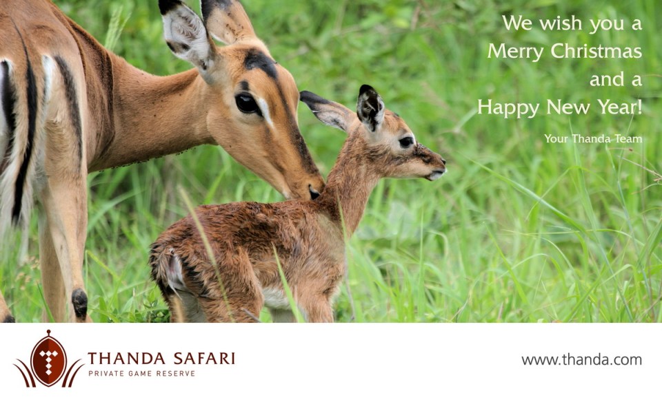 thanda-safari-christmas-2016-1200
